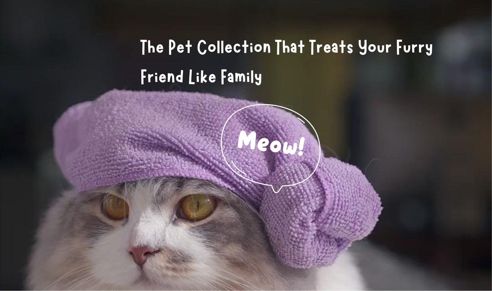 Comfrt for Companions: The Pet Collection That Treats Your Furry Friend Like Family